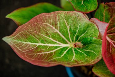 Yaprakların arkaplan dokusu, bahçedeki güzel Caladium bicolor yaprağına yakın çekim..