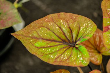 Yaprakların arkaplan dokusu, bahçedeki güzel Caladium bicolor yaprağına yakın çekim..