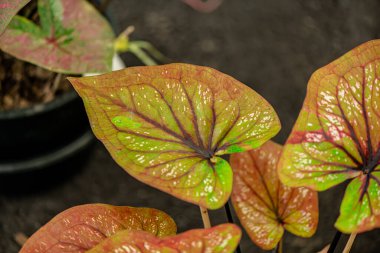 Yaprakların arkaplan dokusu, bahçedeki güzel Caladium bicolor yaprağına yakın çekim..