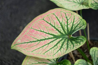 Yaprakların arkaplan dokusu, bahçedeki güzel Caladium bicolor yaprağına yakın çekim..