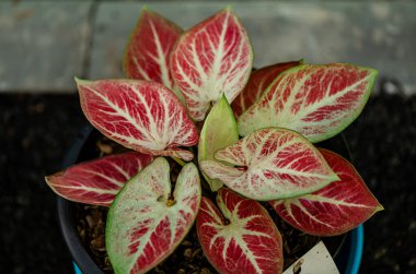 Yaprakların arkaplan dokusu, bahçedeki güzel Caladium bicolor yaprağına yakın çekim..