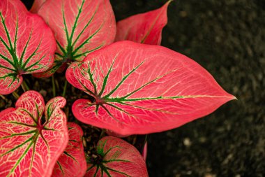 Yaprakların arkaplan dokusu, bahçedeki güzel Caladium bicolor yaprağına yakın çekim..