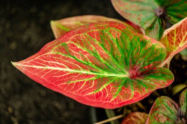 Yaprakların arkaplan dokusu, bahçedeki güzel Caladium bicolor yaprağına yakın çekim..