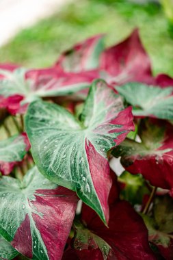 Yaprakların arkaplan dokusu, bahçedeki güzel Caladium bicolor yaprağına yakın çekim..