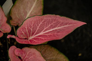 Yaprakların arkaplan dokusu, bahçedeki güzel Caladium bicolor yaprağına yakın çekim..