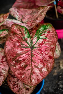 Yaprakların arkaplan dokusu, bahçedeki güzel Caladium bicolor yaprağına yakın çekim..