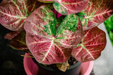 Yaprakların arkaplan dokusu, bahçedeki güzel Caladium bicolor yaprağına yakın çekim..