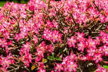 Pembe çiçek bonsai, Adenyum obesum çiçekleri, ya da Impala Lily, Pembe Bignonia Bangkok, Chatuchak, Tayland 'daki parkta.. 