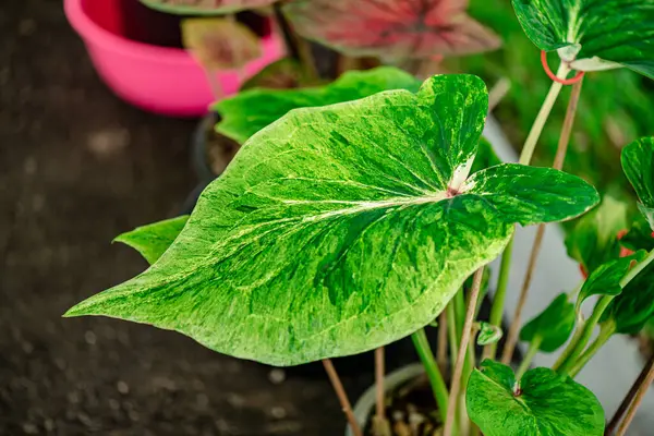 Yaprakların arkaplan dokusu, bahçedeki güzel Caladium bicolor yaprağına yakın çekim..