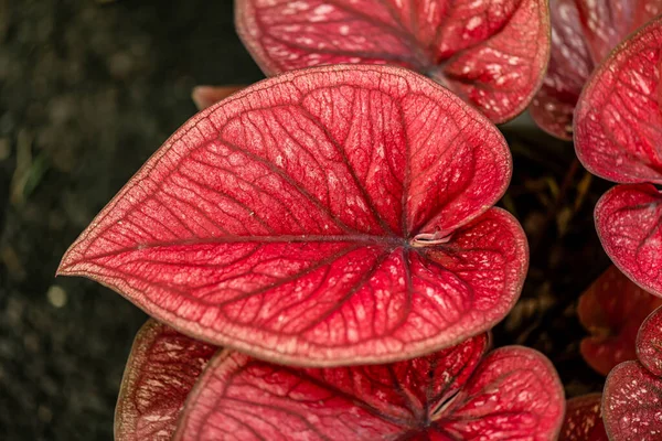 Yaprakların arkaplan dokusu, bahçedeki güzel Caladium bicolor yaprağına yakın çekim..