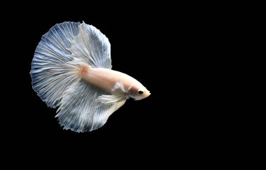 Beta balığı Süslü Yarım Ay Tayland 'dan gelen uzun kuyruklu ya da kısa kuyruklu balıklarla savaşıyor, Siyam balığı izole edilmiş siyah, mavi ya da gri arka planda savaşıyor.