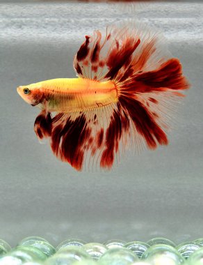 Beta balığı Süslü Yarım Ay Tayland 'dan gelen uzun kuyruklu ya da kısa kuyruklu balıklarla savaşıyor, Siyam balığı izole edilmiş siyah, mavi ya da gri arka planda savaşıyor.