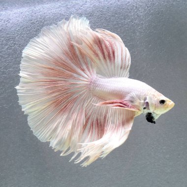 Beta balığı Süslü Yarım Ay Tayland 'dan gelen uzun kuyruklu ya da kısa kuyruklu balıklarla savaşıyor, Siyam balığı izole edilmiş siyah, mavi ya da gri arka planda savaşıyor.