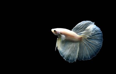 Beta balığı Süslü Yarım Ay Tayland 'dan gelen uzun kuyruklu ya da kısa kuyruklu balıklarla savaşıyor, Siyam balığı izole edilmiş siyah, mavi ya da gri arka planda savaşıyor.