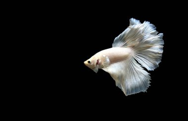 Beta balığı Süslü Yarım Ay Tayland 'dan gelen uzun kuyruklu ya da kısa kuyruklu balıklarla savaşıyor, Siyam balığı izole edilmiş siyah, mavi ya da gri arka planda savaşıyor.