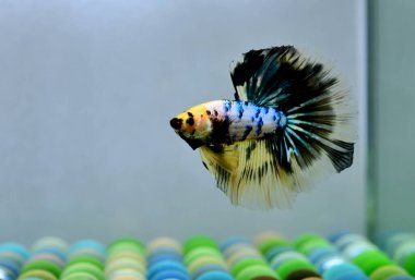 Beta balığı Süslü Yarım Ay Tayland 'dan gelen uzun kuyruklu ya da kısa kuyruklu balıklarla savaşıyor, Siyam balığı izole edilmiş siyah, mavi ya da gri arka planda savaşıyor.