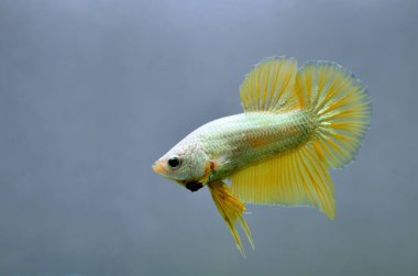 Beta balığı Fancy Halfmoon Tayland 'dan gelen uzun kuyruklu ya da kısa kuyruklu balıklarla dövüşüyor, Siyam balıklarıyla dövüşüyor mavi, gri ya da siyah arka planda.