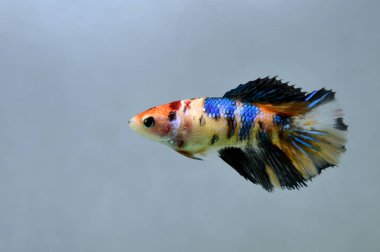 Beta balığı Fancy Halfmoon Tayland 'dan gelen uzun kuyruklu ya da kısa kuyruklu balıklarla dövüşüyor, Siyam balıklarıyla dövüşüyor mavi, gri ya da siyah arka planda.