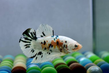 Beta balığı Fancy Halfmoon Tayland 'dan gelen uzun kuyruklu ya da kısa kuyruklu balıklarla dövüşüyor, Siyam balıklarıyla dövüşüyor mavi, gri ya da siyah arka planda.