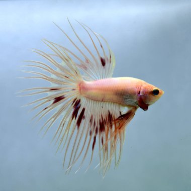 Beta balığı Fancy Halfmoon Tayland 'dan gelen uzun kuyruklu ya da kısa kuyruklu balıklarla dövüşüyor, Siyam balıklarıyla dövüşüyor mavi, gri ya da siyah arka planda.