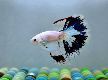 Beta balığı Fancy Halfmoon Tayland 'dan gelen uzun kuyruklu ya da kısa kuyruklu balıklarla dövüşüyor, Siyam balıklarıyla dövüşüyor mavi, gri ya da siyah arka planda.