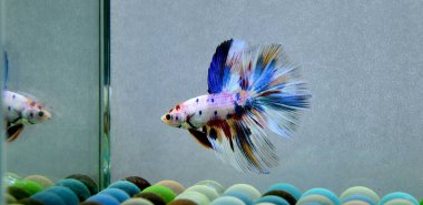 Beta balığı Fancy Halfmoon Tayland 'dan gelen uzun kuyruklu ya da kısa kuyruklu balıklarla dövüşüyor, Siyam balıklarıyla dövüşüyor mavi, gri ya da siyah arka planda.