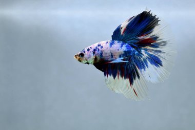 Beta balığı Fancy Halfmoon Tayland 'dan gelen uzun kuyruklu ya da kısa kuyruklu balıklarla dövüşüyor, Siyam balıklarıyla dövüşüyor mavi, gri ya da siyah arka planda.