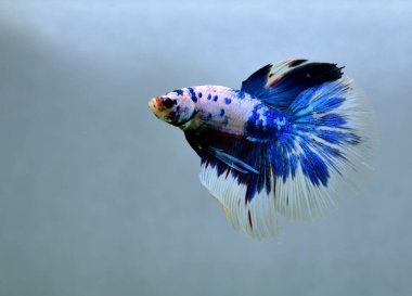 Beta balığı Fancy Halfmoon Tayland 'dan gelen uzun kuyruklu ya da kısa kuyruklu balıklarla dövüşüyor, Siyam balıklarıyla dövüşüyor mavi, gri ya da siyah arka planda.