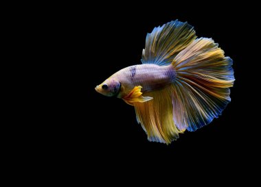 Beta balığı Fancy Halfmoon Tayland 'dan gelen uzun kuyruklu ya da kısa kuyruklu balıklarla dövüşüyor, Siyam balıklarıyla dövüşüyor mavi, gri ya da siyah arka planda.