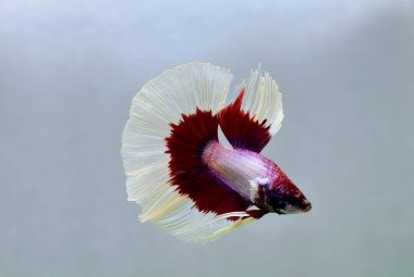 Beta balığı Fancy Halfmoon Tayland 'dan gelen uzun kuyruklu ya da kısa kuyruklu balıklarla dövüşüyor, Siyam balıklarıyla dövüşüyor mavi, gri ya da siyah arka planda.