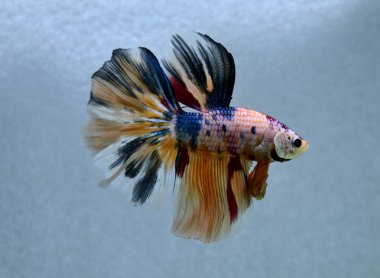 Beta balığı Fancy Halfmoon Tayland 'dan gelen uzun kuyruklu ya da kısa kuyruklu balıklarla dövüşüyor, Siyam balıklarıyla dövüşüyor mavi, gri ya da siyah arka planda.