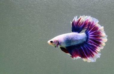 Beta balığı Fancy Halfmoon Tayland 'dan gelen uzun kuyruklu ya da kısa kuyruklu balıklarla dövüşüyor, Siyam balıklarıyla dövüşüyor mavi, gri ya da siyah arka planda.