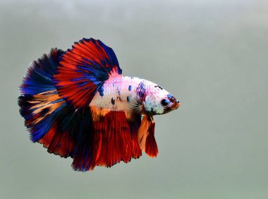 Beta balığı Fancy Halfmoon Tayland 'dan gelen uzun kuyruklu ya da kısa kuyruklu balıklarla dövüşüyor, Siyam balıklarıyla dövüşüyor mavi, gri ya da siyah arka planda.