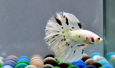 Beta balığı Fancy Halfmoon Tayland 'dan gelen uzun kuyruklu ya da kısa kuyruklu balıklarla dövüşüyor, Siyam balıklarıyla dövüşüyor mavi, gri ya da siyah arka planda.