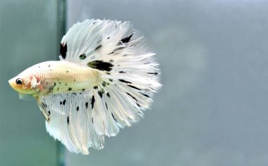 Beta balığı Fancy Halfmoon Tayland 'dan gelen uzun kuyruklu ya da kısa kuyruklu balıklarla dövüşüyor, Siyam balıklarıyla dövüşüyor mavi, gri ya da siyah arka planda.