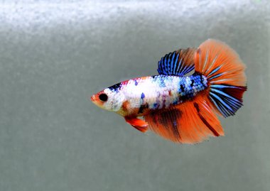 Beta balığı Fancy Halfmoon Tayland 'dan gelen uzun kuyruklu ya da kısa kuyruklu balıklarla dövüşüyor, Siyam balıklarıyla dövüşüyor mavi, gri ya da siyah arka planda.