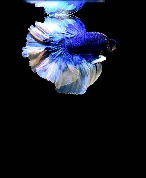Betta fish Fancy Halfmoon fighting fish long tail or short tail from Thailand, Siamese fighting fish on isolated black, blue or grey background