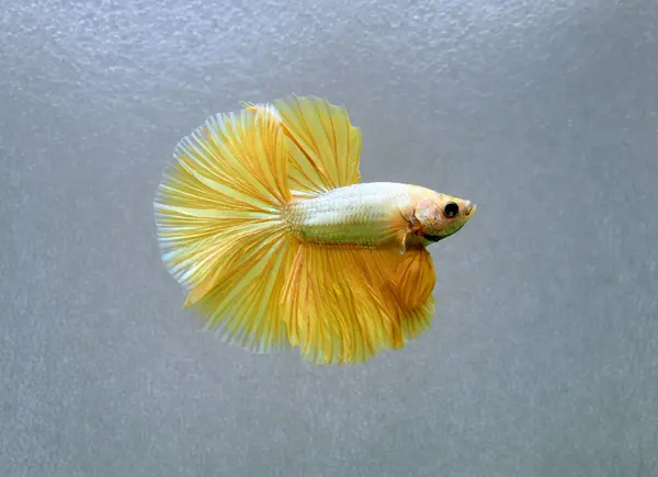 Betta fish Fancy Halfmoon fighting fish long tail or short tail from Thailand, Siamese fighting fish on isolated blue, grey or black background