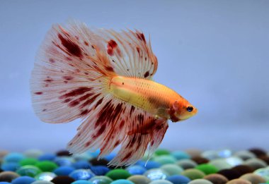 Beta balığı Halfmoon, Crowntail, Halfmoon Plakat, Veiltail and Wild Betta Tayland 'dan, Siyam dövüş balığı Siyah, Mavi veya Gri Arka plan
