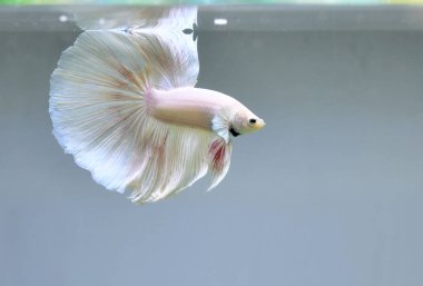 Beta balığı Halfmoon, Crowntail, Halfmoon Plakat, Veiltail and Wild Betta Tayland 'dan, Siyam dövüş balığı Siyah, Mavi veya Gri Arka plan