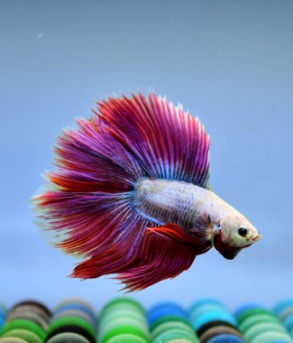 Beta balığı Halfmoon, Crowntail, Halfmoon Plakat, Veiltail and Wild Betta Tayland 'dan, Siyam dövüş balığı Siyah, Mavi veya Gri Arka plan