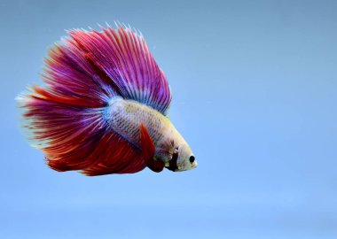 Beta balığı Halfmoon, Crowntail, Halfmoon Plakat, Veiltail and Wild Betta Tayland 'dan, Siyam dövüş balığı Siyah, Mavi veya Gri Arka plan