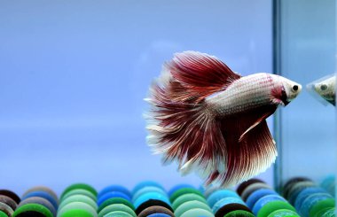 Beta balığı Halfmoon, Crowntail, Halfmoon Plakat, Veiltail and Wild Betta Tayland 'dan, Siyam dövüş balığı Siyah, Mavi veya Gri Arka plan