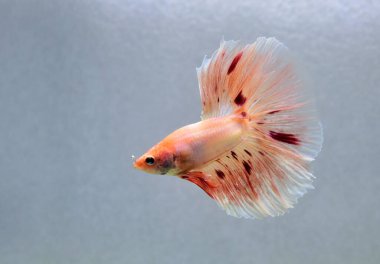 Beta balığı Halfmoon, Crowntail, Halfmoon Plakat, Veiltail and Wild Betta Tayland 'dan, Siyam dövüş balığı Siyah, Mavi veya Gri Arka plan