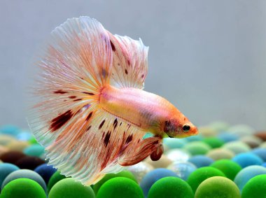 Beta balığı Halfmoon, Crowntail, Halfmoon Plakat, Veiltail and Wild Betta Tayland 'dan, Siyam dövüş balığı Siyah, Mavi veya Gri Arka plan