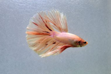 Beta balığı Halfmoon, Crowntail, Halfmoon Plakat, Veiltail and Wild Betta Tayland 'dan, Siyam dövüş balığı Siyah, Mavi veya Gri Arka plan