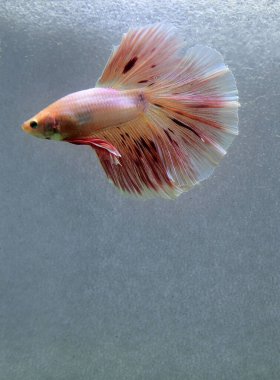 Beta balığı Halfmoon, Crowntail, Halfmoon Plakat, Veiltail and Wild Betta Tayland 'dan, Siyam dövüş balığı Siyah, Mavi veya Gri Arka plan