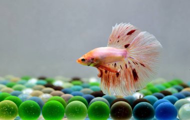 Beta balığı Halfmoon, Crowntail, Halfmoon Plakat, Veiltail and Wild Betta Tayland 'dan, Siyam dövüş balığı Siyah, Mavi veya Gri Arka plan