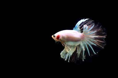 Beta balığı Halfmoon, Crowntail, Halfmoon Plakat, Veiltail and Wild Betta Tayland 'dan, Siyam dövüş balığı Siyah, Mavi veya Gri Arka plan