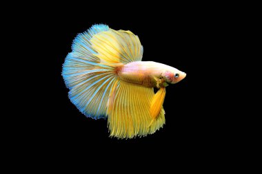 Beta balığı Halfmoon, Crowntail, Halfmoon Plakat, Veiltail and Wild Betta Tayland 'dan, Siyam dövüş balığı Siyah, Mavi veya Gri Arka plan